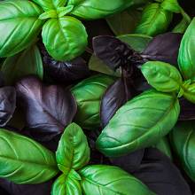 Un mélange subtil de basilic vert et de basilic pourpre à la saveur légèrement plus épicée. Un mélange subtil de basilic vert et de basilic pourpre à la saveur légèrement plus épicée.